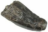Serrated Tyrannosaur Tooth - Two Medicine Formation #263796-1